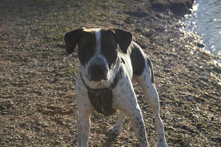 Amerikansk staffordshire terrier Kenzo - Kenzo 8 mrd.  billede 8