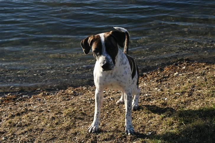 Amerikansk staffordshire terrier Kenzo - den lille bandit :) ( 8 mrd. )  billede 9