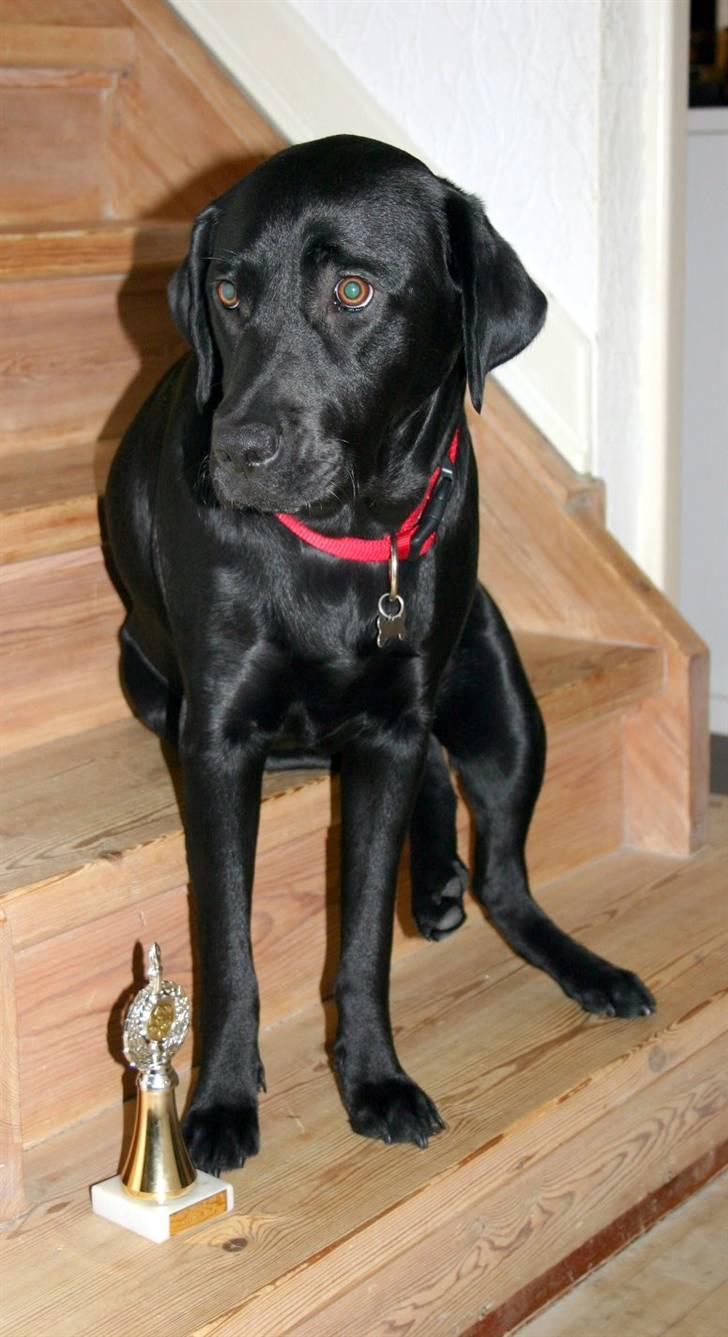 Labrador retriever Mollie - Er meget glad for min lille pokal. billede 2