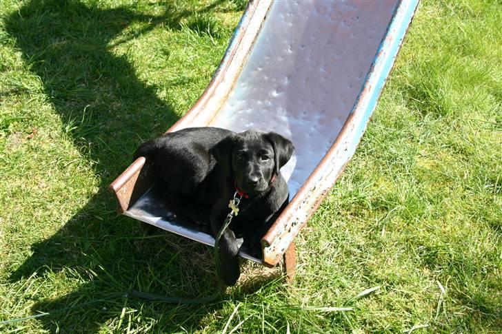 Labrador retriever Mollie - Her ligger man jo meget godt. billede 3