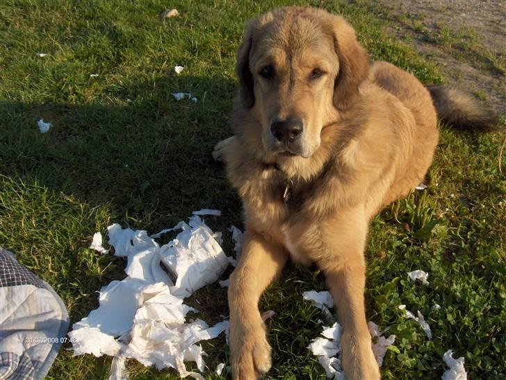 Tibetansk mastiff Monty - R.I.P. - Hvad snakker du om...? Jeg kender ikke noget til nogen toiletrulle...................... billede 10