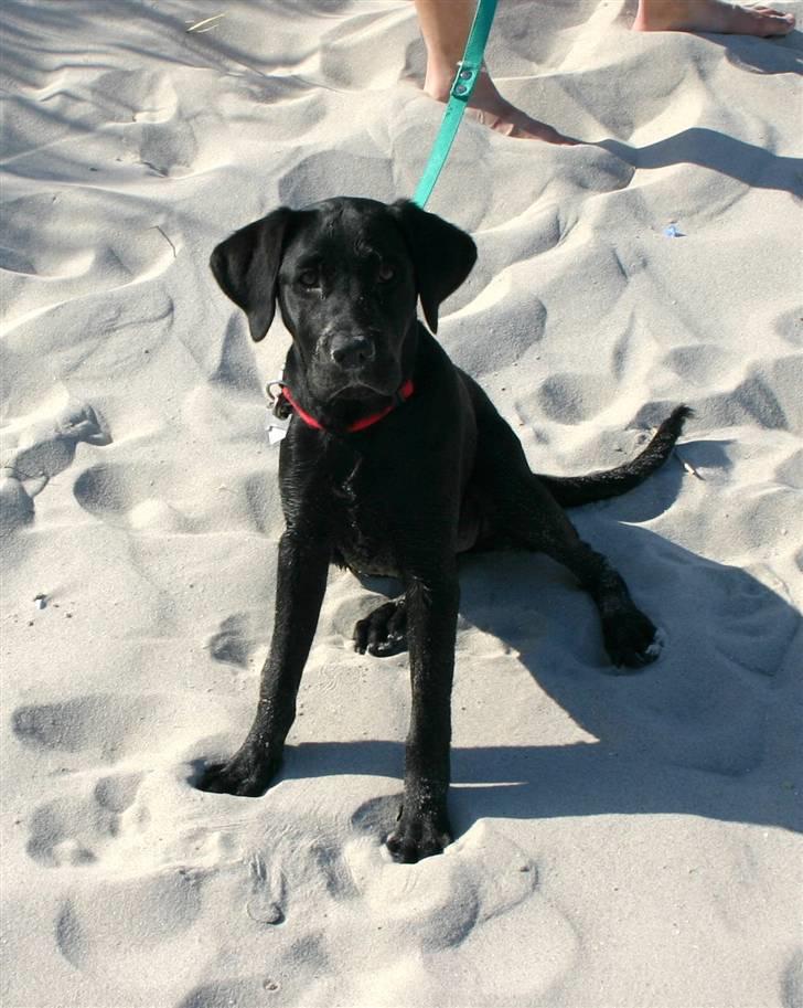 Labrador retriever Mollie - En tur på stranden er altid dejlig. billede 4