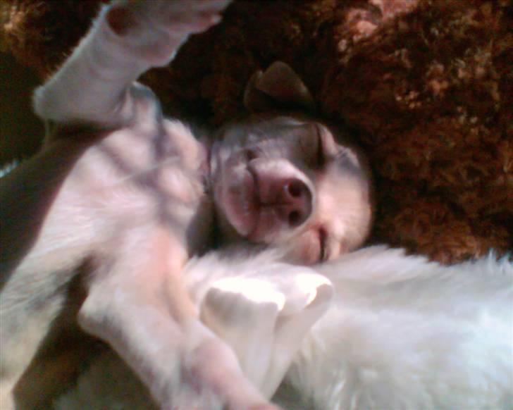 Chihuahua Riki - ZZZZZZZzzzzz.... Stille ! Lader lige batteriet op. billede 16