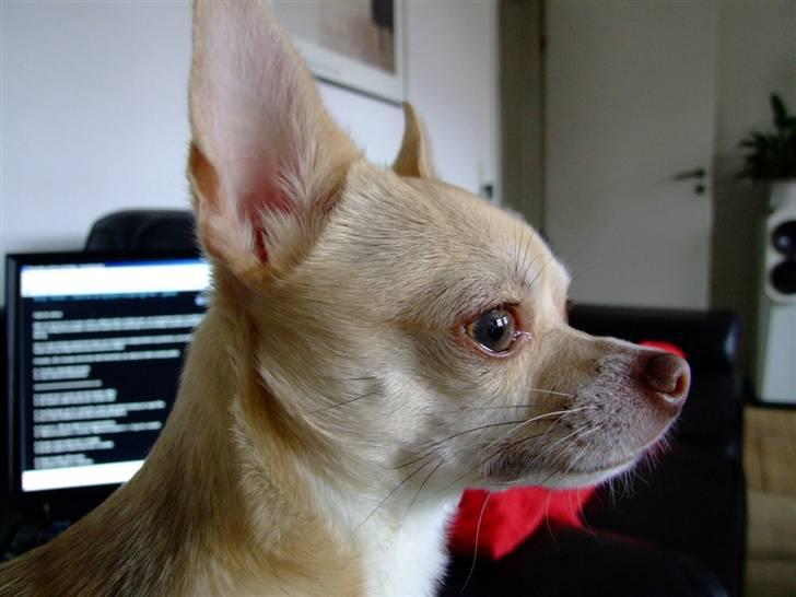 Chihuahua Riki - Profilbillede... Mon paskontoret godtager det? -gg- billede 17