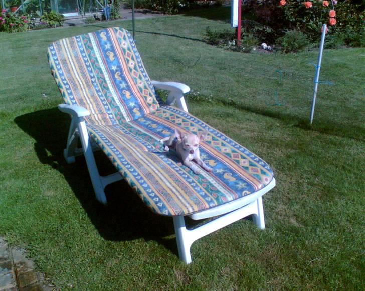 Chihuahua Riki - Sådan en kolonihave er nu bare dejlig, snupper lige en slapper på solsengen billede 18
