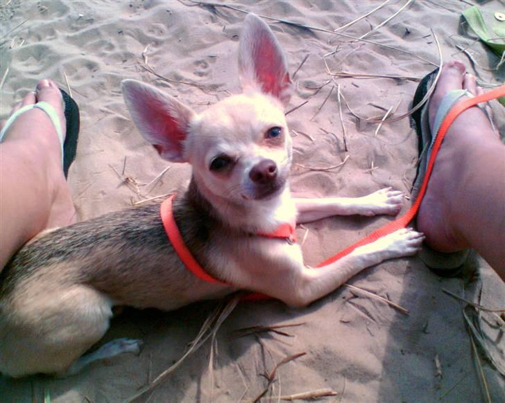 Chihuahua Riki - Ved stranden sammen med mor, - sommer, sol og frisk luft :) billede 19