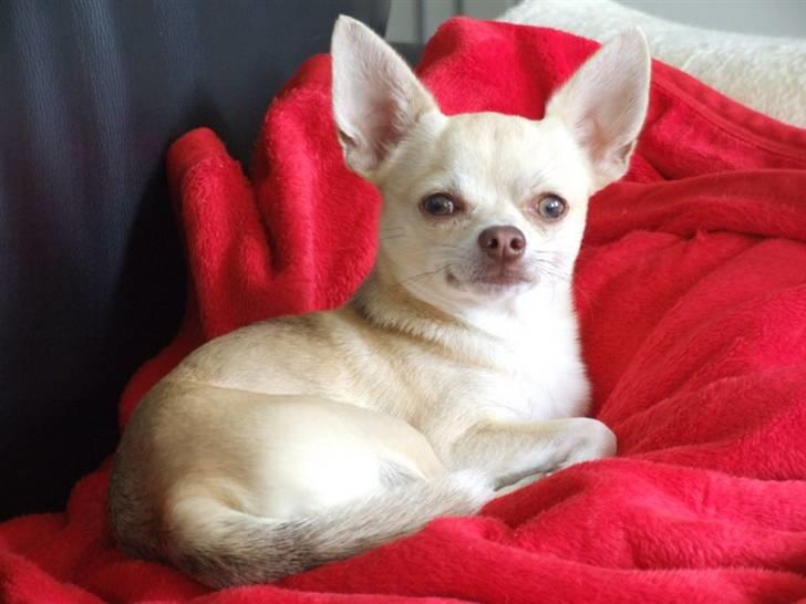 Chihuahua Riki - Lækker i rød.... billede 20