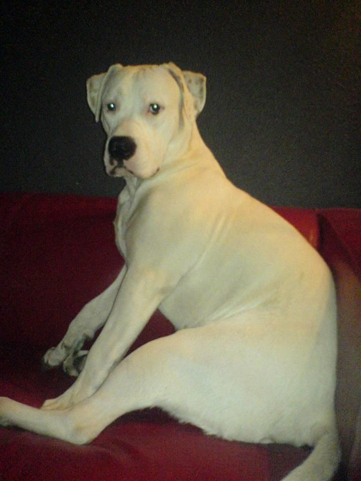 Amerikansk bulldog Lille Fede Knut billede 14