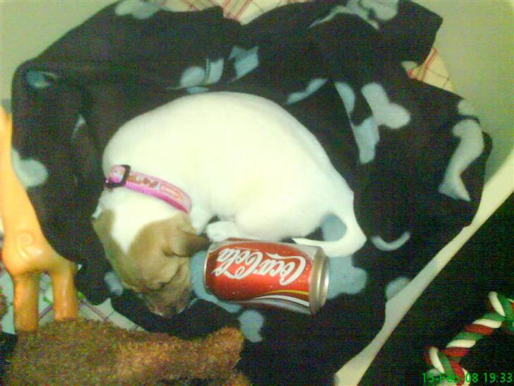 Jack russell terrier Chilli - mig i forhold til en dåse sodavand billede 10