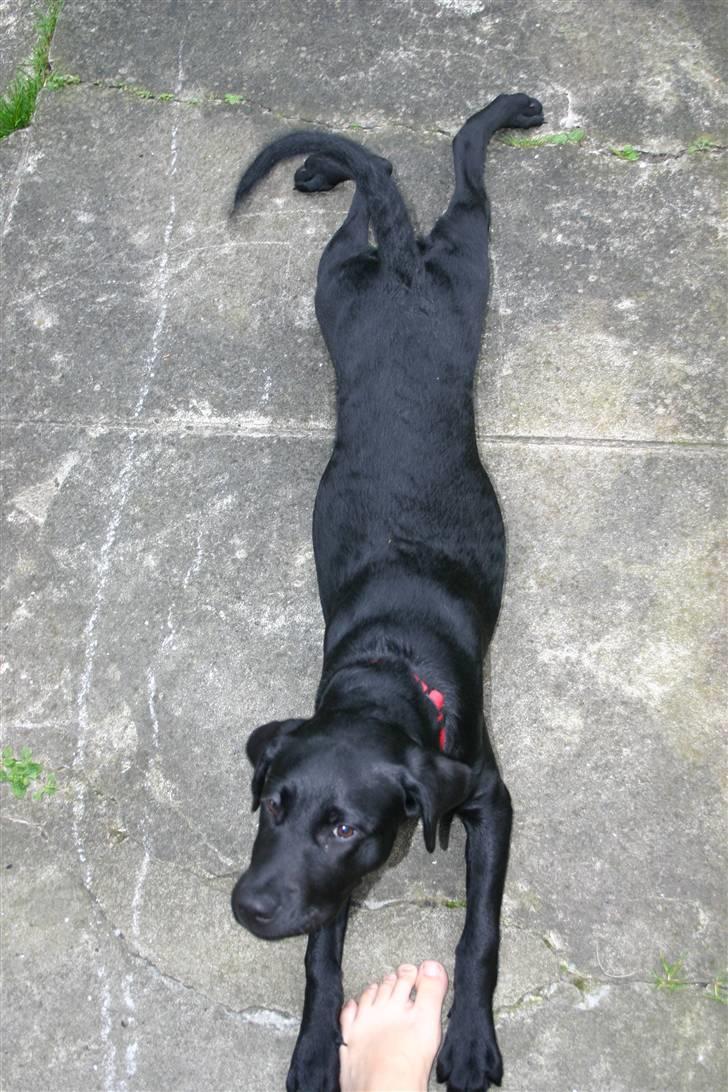 Labrador retriever Mollie - Er jeg ikke bare dejlig??? billede 5