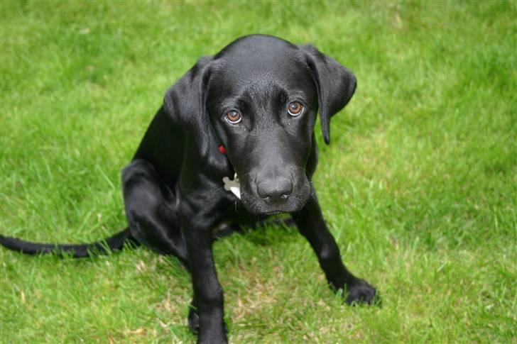 Labrador retriever Mollie - Har jeg gjort noget forkert? billede 6