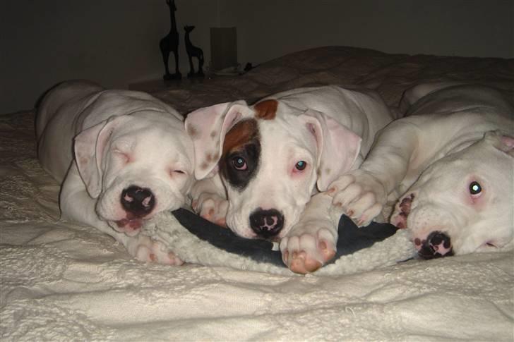 Amerikansk bulldog Lille Fede Knut billede 15