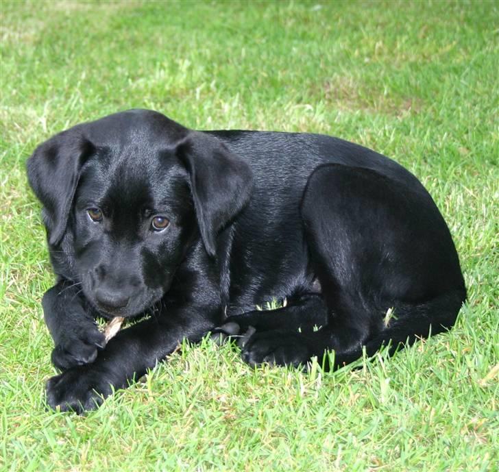 Labrador retriever Mollie - Ups fanget.;-) billede 7