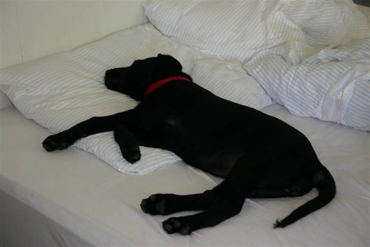 Labrador retriever Mollie - Jubiii har fundet ud af at hoppe op i sengen nu. billede 8