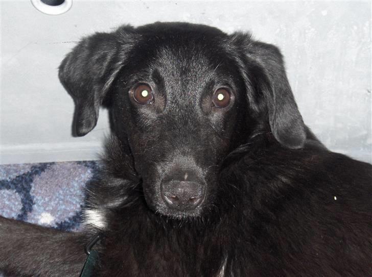 Blanding af racer Lucki *R.I.P* - Lucki  billede 1