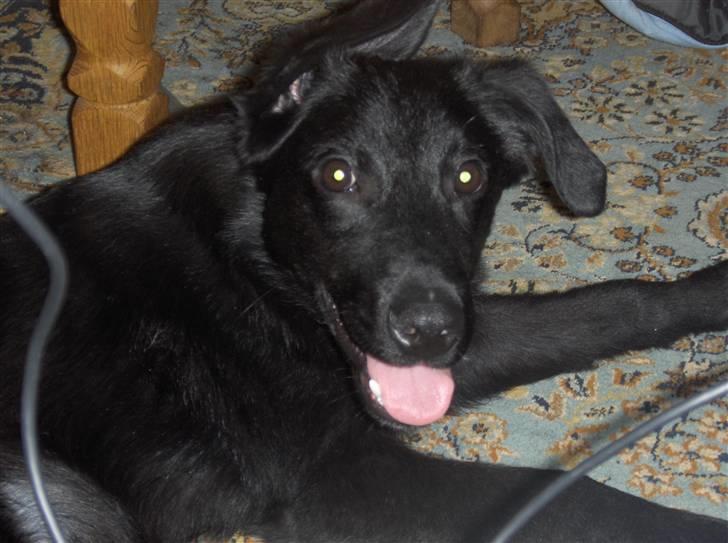 Blanding af racer Lucki *R.I.P* - Igen en tydelig glad Lucki billede 2