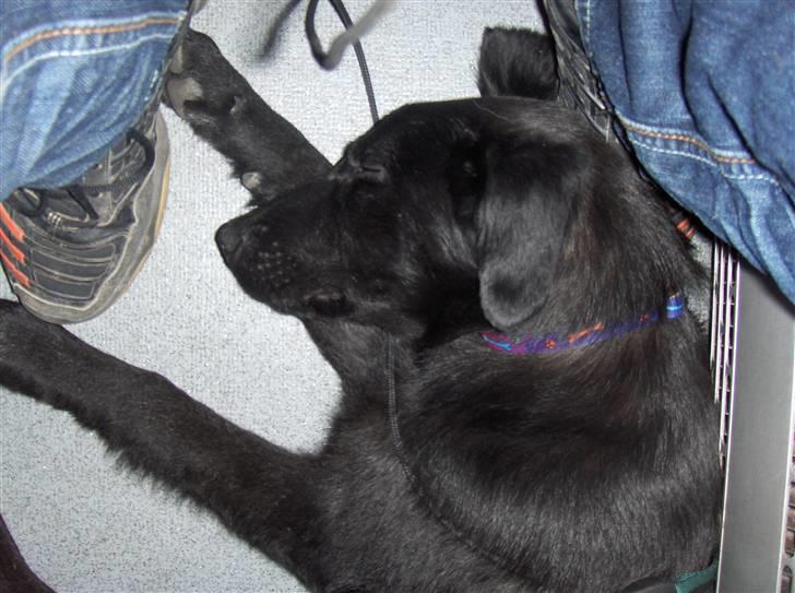 Blanding af racer Lucki *R.I.P* - Lille potten sover billede 3