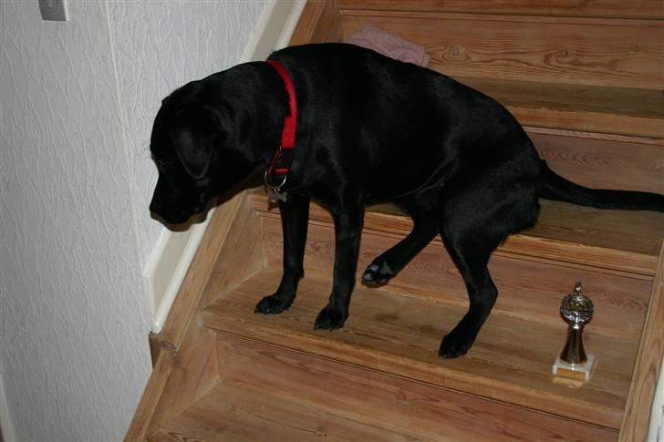 Labrador retriever Mollie - Her sidder man jo meget godt. billede 10