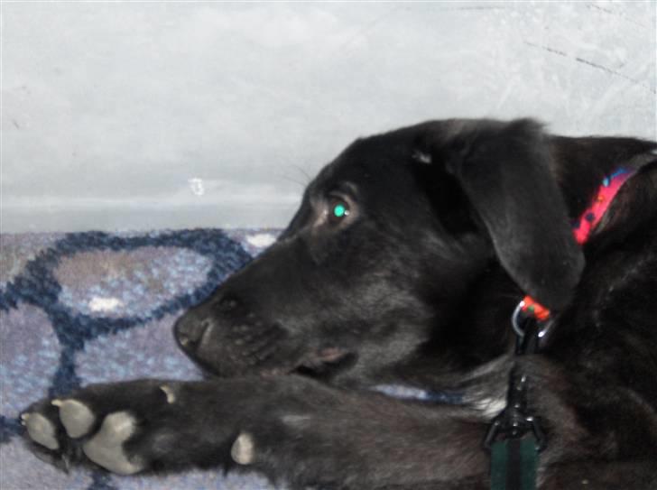 Blanding af racer Lucki *R.I.P* - Lucki billede 4