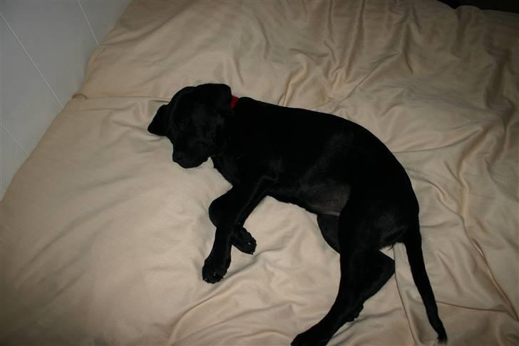 Labrador retriever Mollie - Livsnyder. billede 11