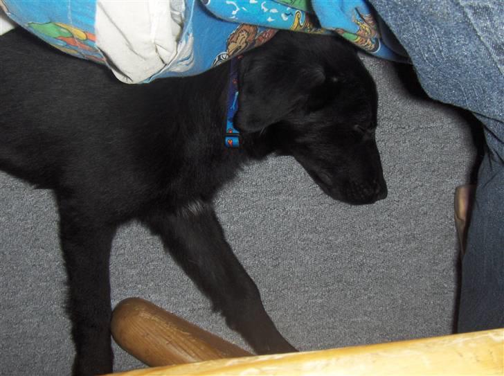 Blanding af racer Lucki *R.I.P* - Lucki billede 5