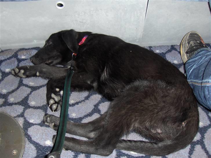 Blanding af racer Lucki *R.I.P* - Lucki billede 6