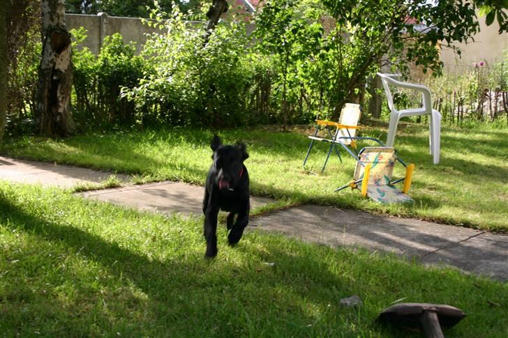 Labrador retriever Mollie - Tju hej hvor det går. billede 13