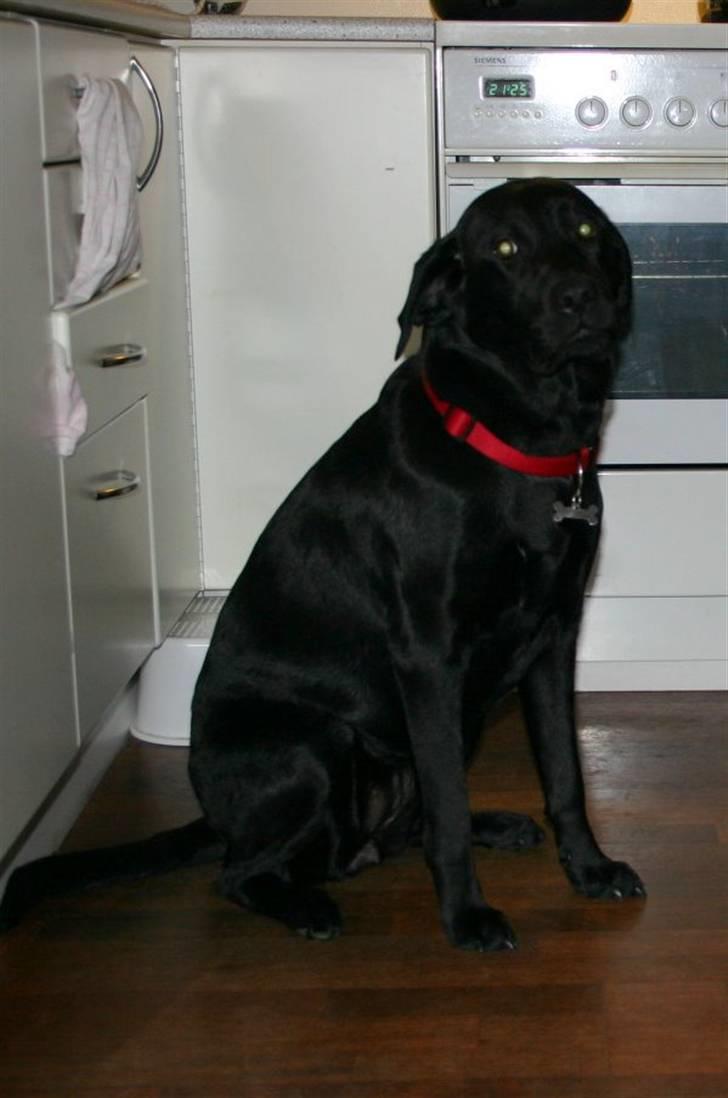 Labrador retriever Mollie billede 14