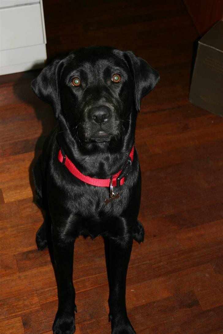 Labrador retriever Mollie billede 15