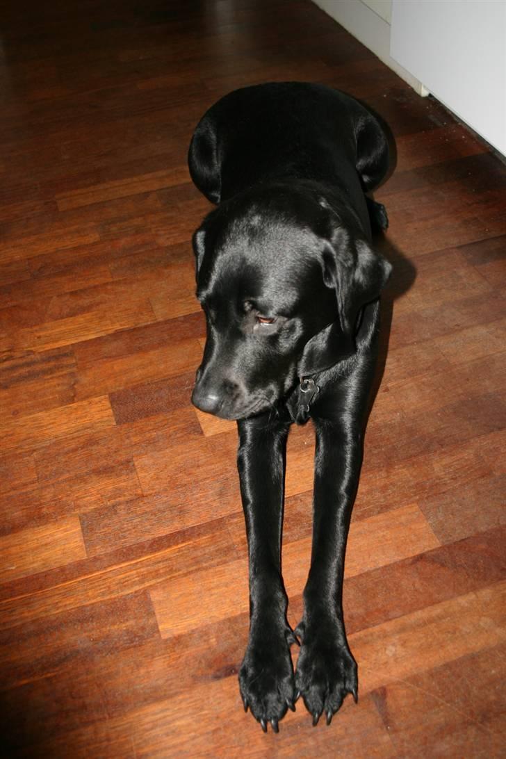 Labrador retriever Mollie billede 16