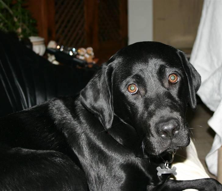 Labrador retriever Mollie billede 17