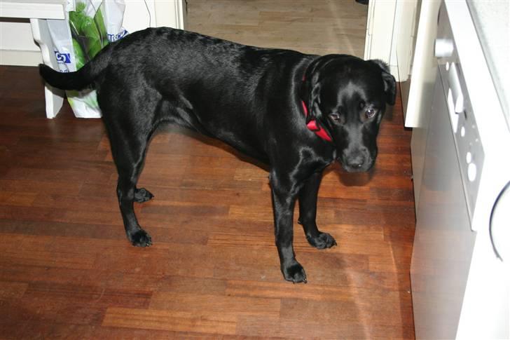 Labrador retriever Mollie billede 18