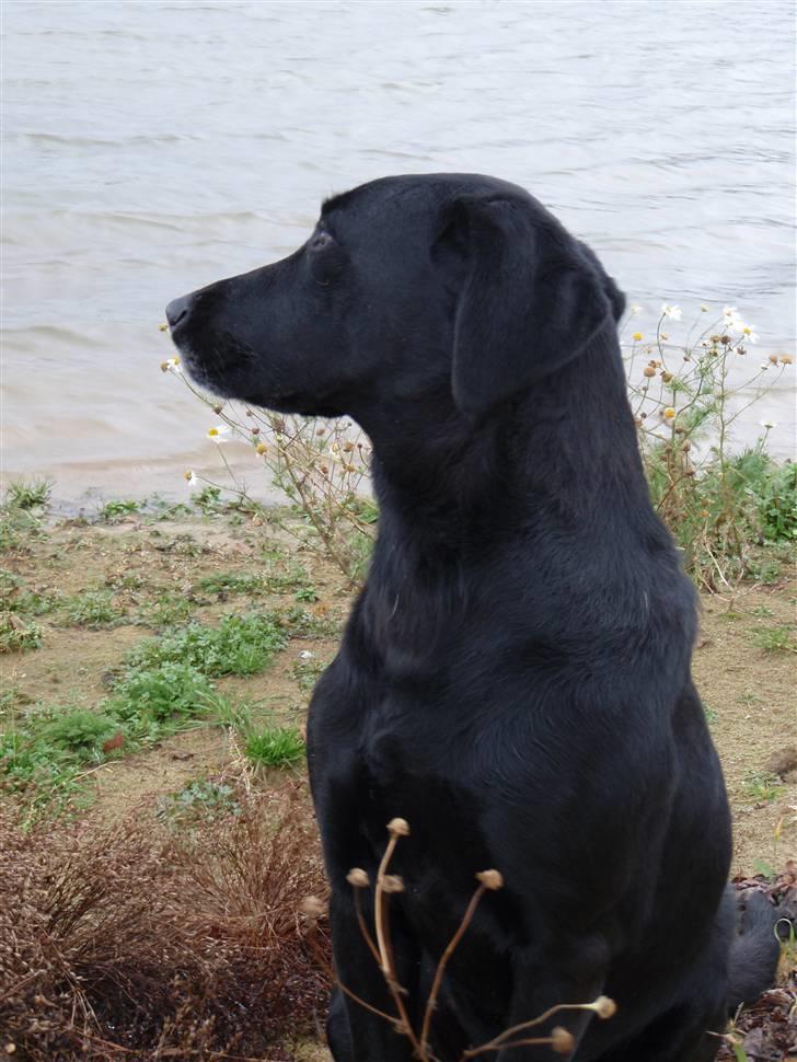 Labrador retriever søs (kælenavn tøsen) - ikke nogen tålmodig hund men det går an billede 3