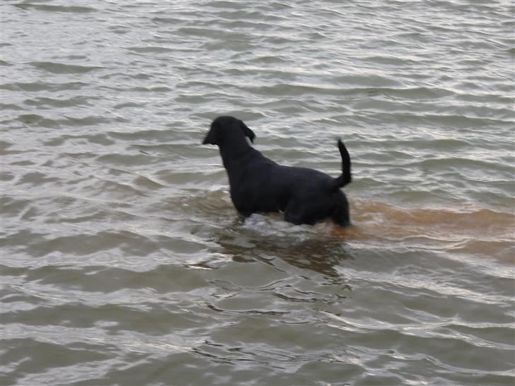 Labrador retriever søs (kælenavn tøsen) - søs elsker at bade billede 4