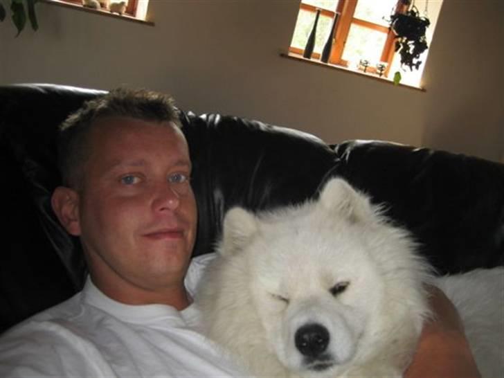 Samojedhund Bamse billede 3