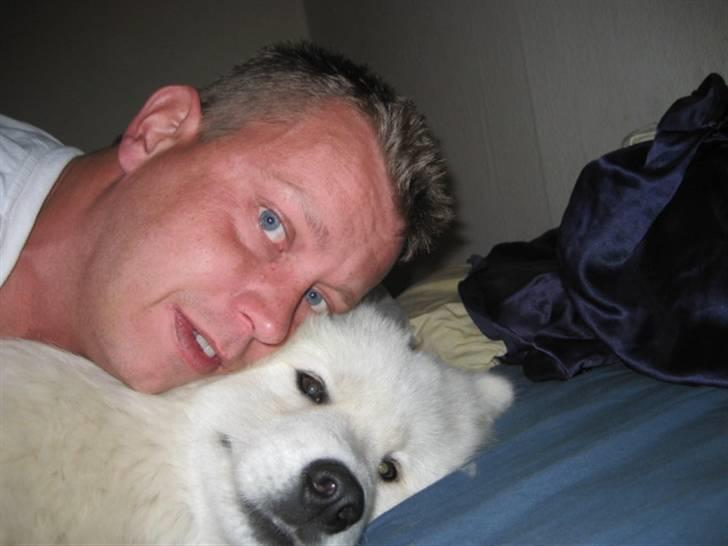 Samojedhund Bamse billede 7