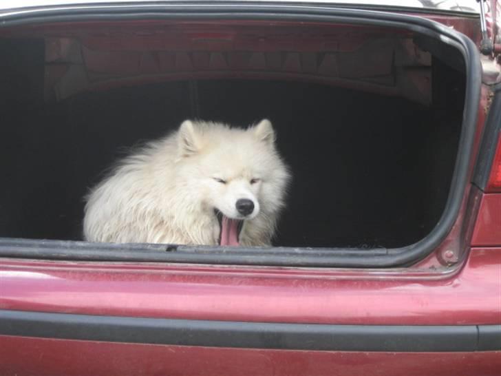 Samojedhund Bamse billede 8