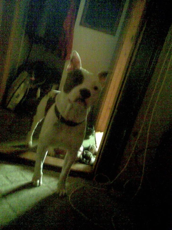 Amerikansk staffordshire terrier paco billede 11