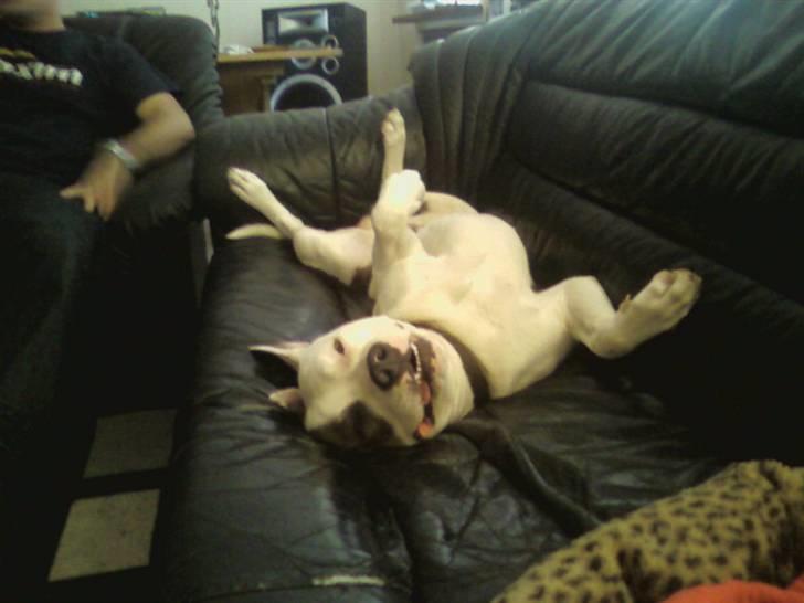 Amerikansk staffordshire terrier paco billede 12