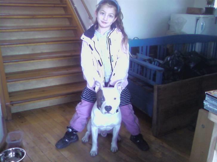 Amerikansk staffordshire terrier paco billede 13