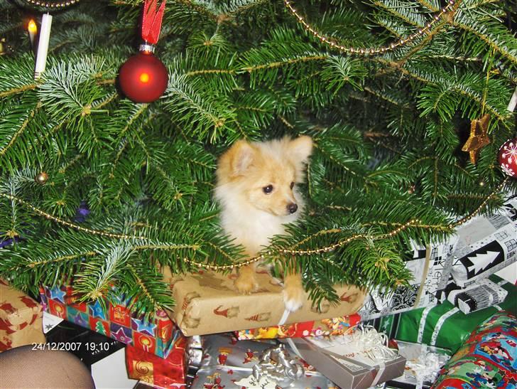 Pomeranian Monty R.I.P :( billede 10