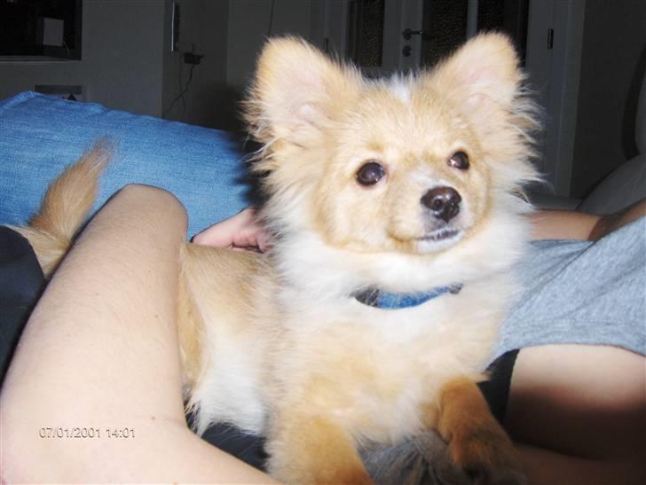 Pomeranian Monty R.I.P :( billede 11
