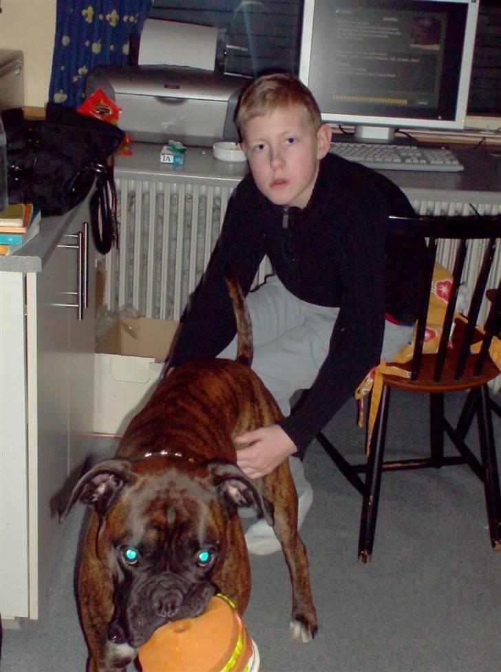 Boxer bølle billede 12