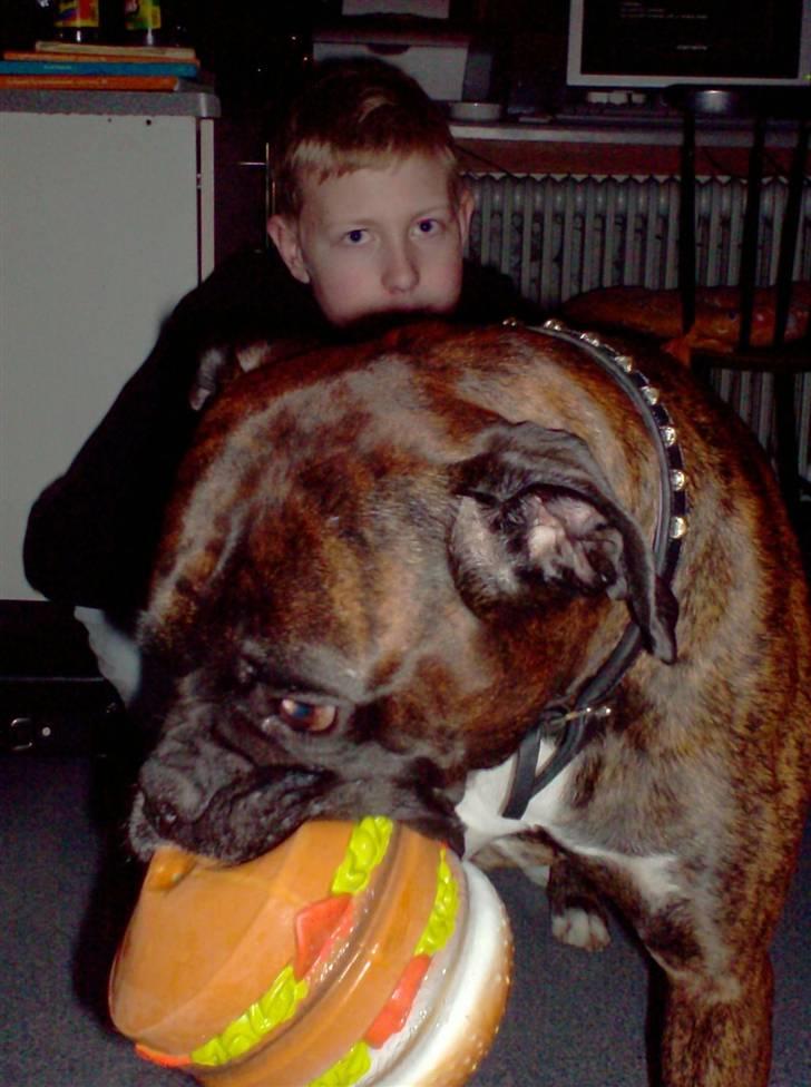 Boxer bølle billede 13