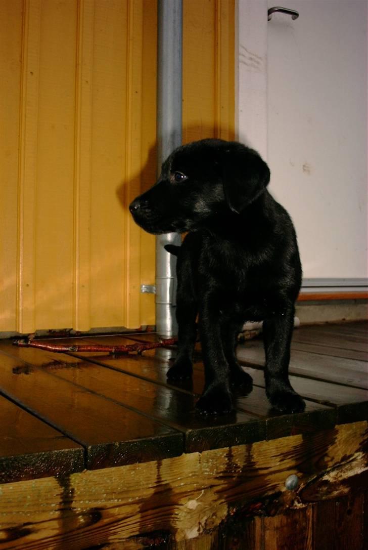 Labrador retriever søs (kælenavn tøsen) billede 10