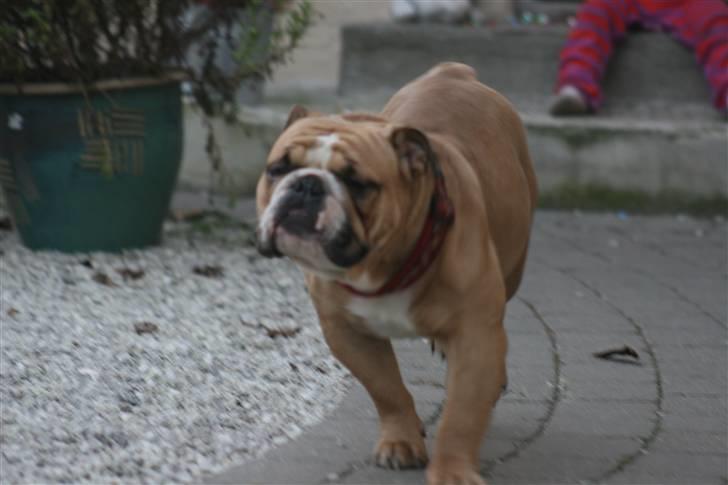 Engelsk bulldog Rynke billede 10