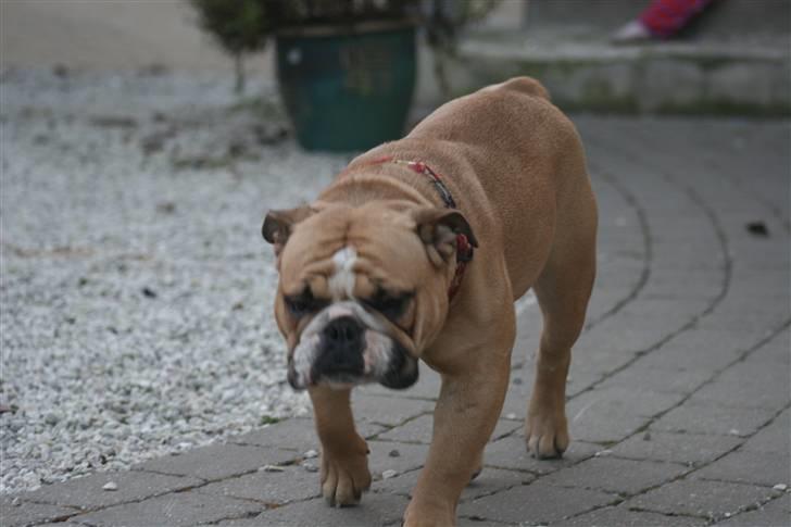 Engelsk bulldog Rynke billede 11