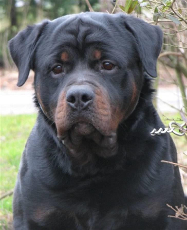 Rottweiler Jack  billede 1