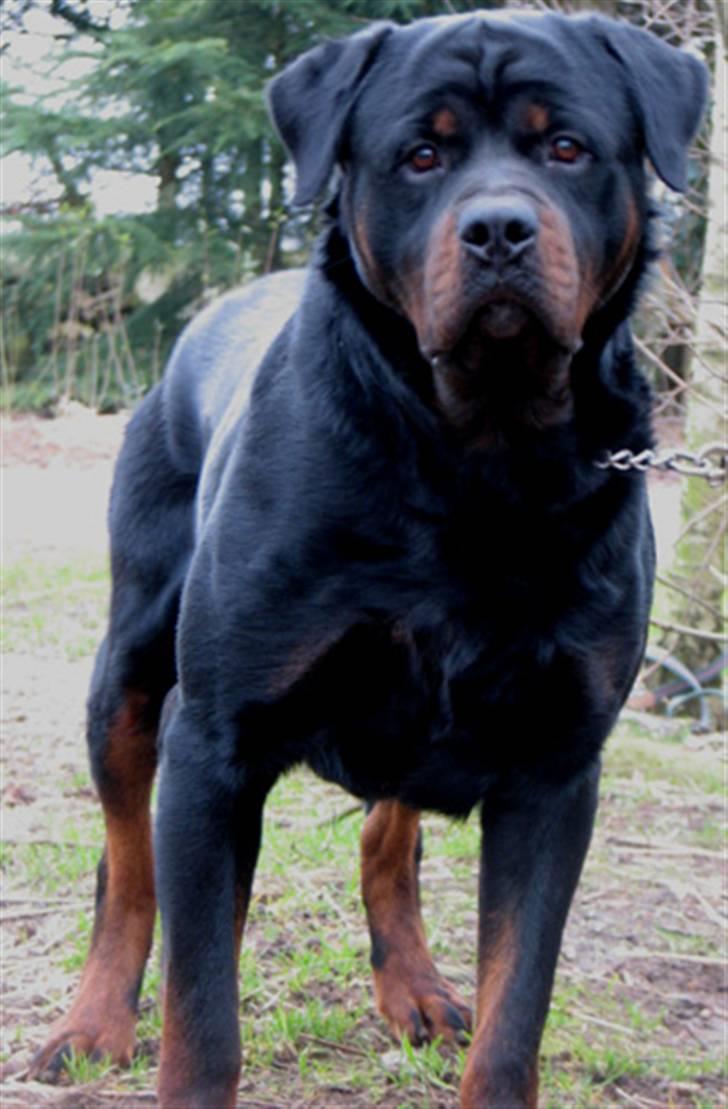 Rottweiler Jack  billede 2