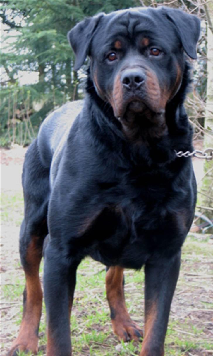 Rottweiler Jack  billede 3